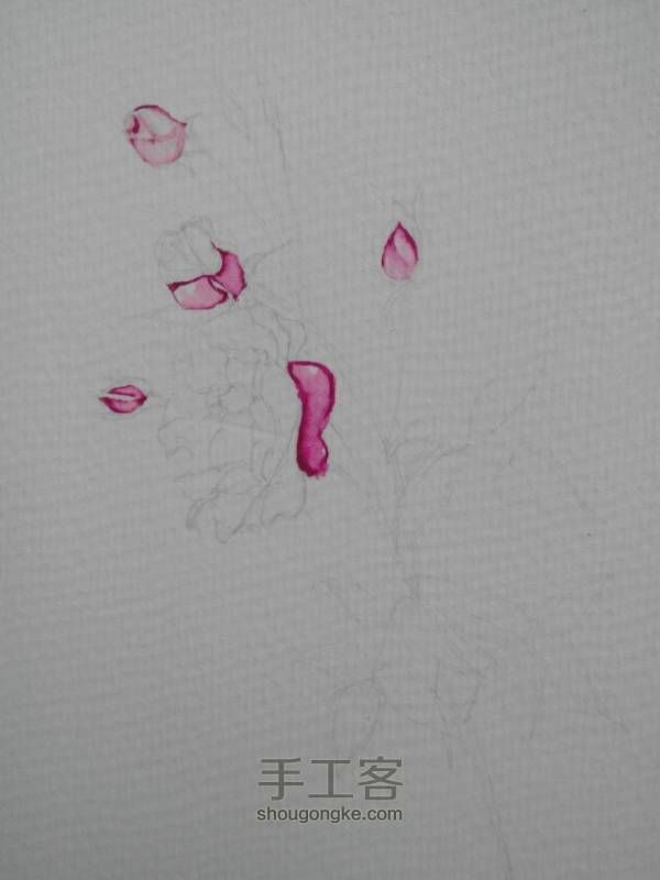 水彩手绘花朵 第3步