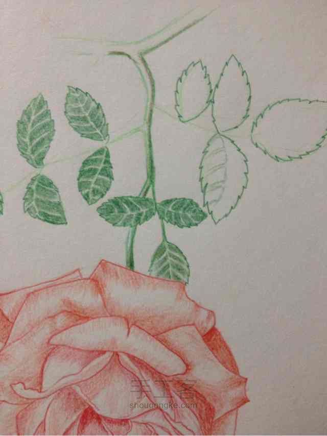 手绘蔷薇， 第12步