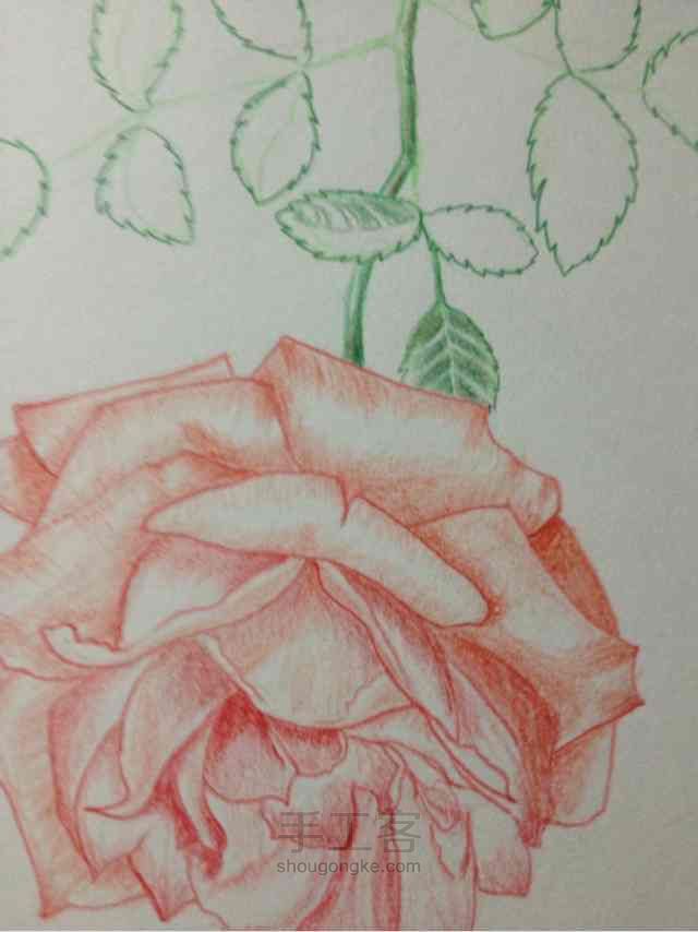 手绘蔷薇， 第11步