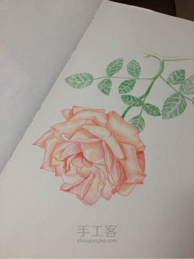 手绘蔷薇， 第14步