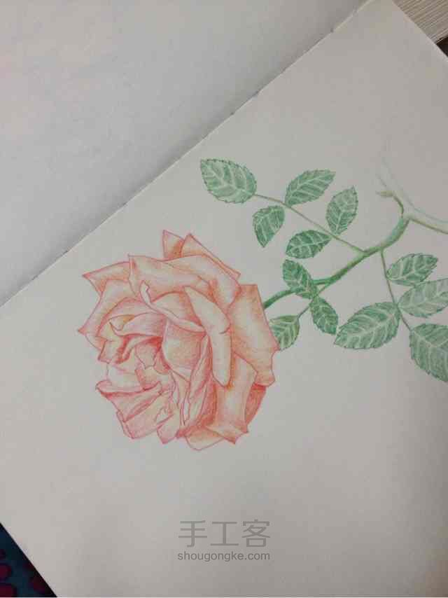 手绘蔷薇， 第15步