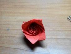 一种很简单的玫瑰