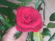 玫瑰的花语是爱，爱她就送她玫瑰！