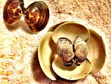 贝壳装饰物或烛台