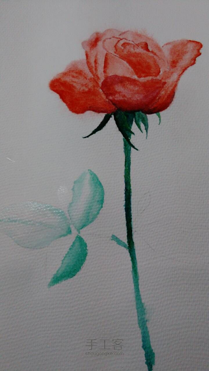 手绘水彩玫瑰，厚涂 第5步