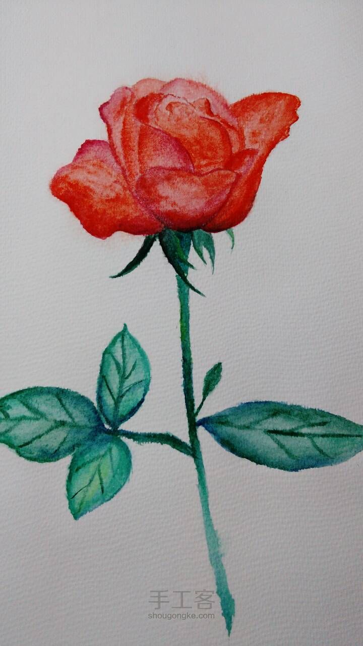 手绘水彩玫瑰，厚涂 第6步