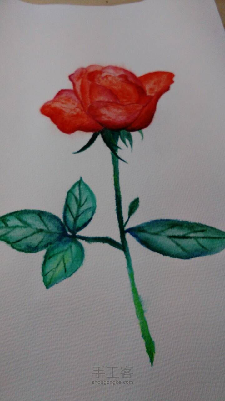 手绘水彩玫瑰，厚涂 第7步