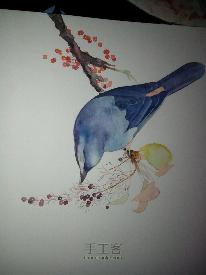 鸟的手绘水彩 第4步