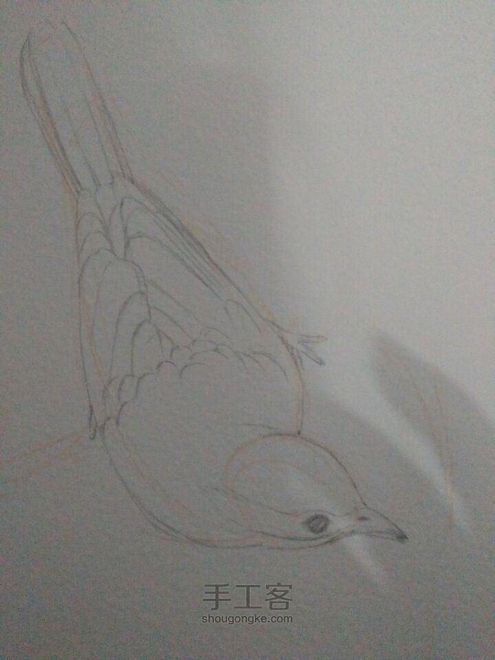 鸟的手绘水彩 第1步