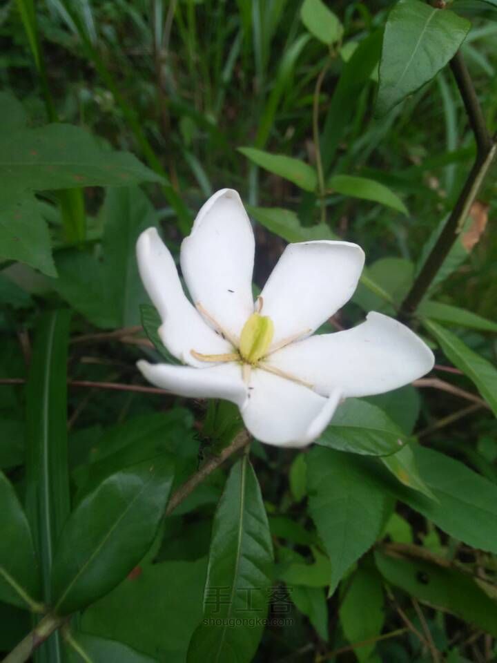 鲜香栀花饼 第1步