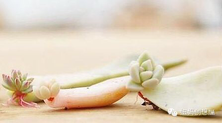 肉肉的重生 第5步