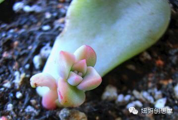 肉肉的重生 第6步