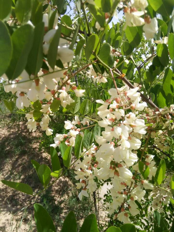 香甜槐花饭 第1步