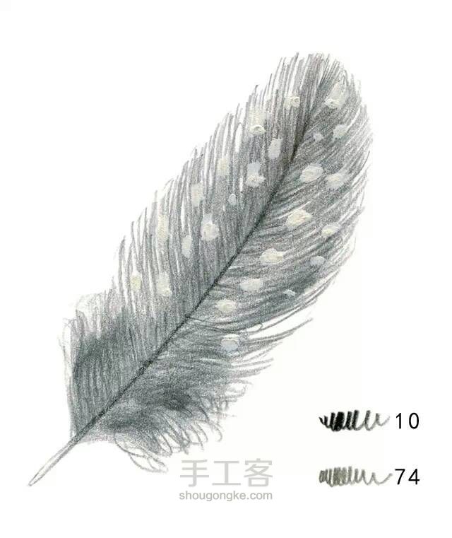 如何快速画一支漂亮的羽毛？【转】 第20步