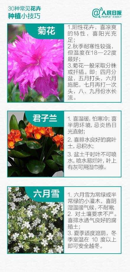 30多种常见花卉养殖方法！ 第6步