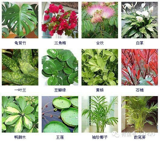 30多种常见花卉养殖方法！ 第30步