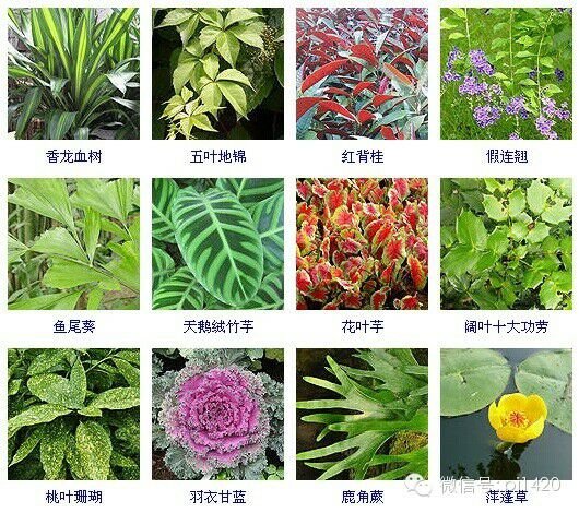 30多种常见花卉养殖方法！ 第33步