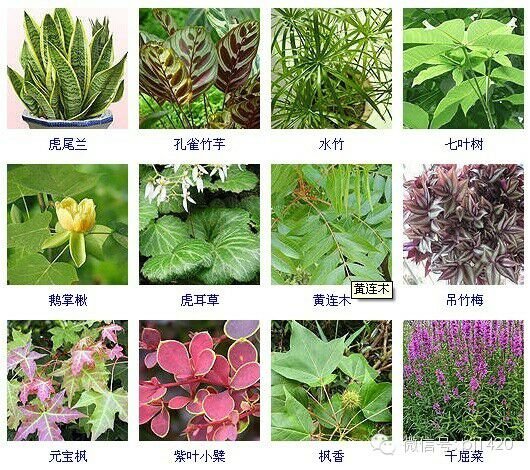 30多种常见花卉养殖方法！ 第35步