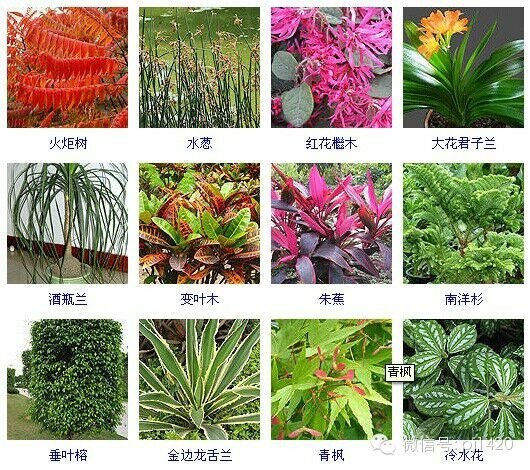 30多种常见花卉养殖方法！ 第34步