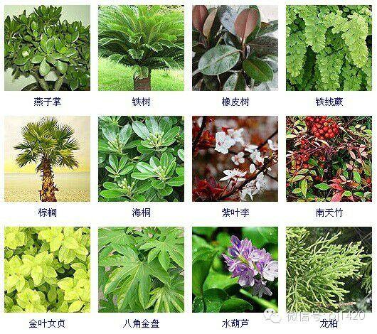 30多种常见花卉养殖方法！ 第31步