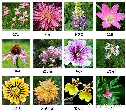 30多种常见花卉养殖方法！ 第37步