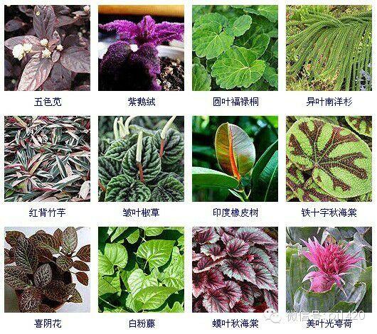 30多种常见花卉养殖方法！ 第36步