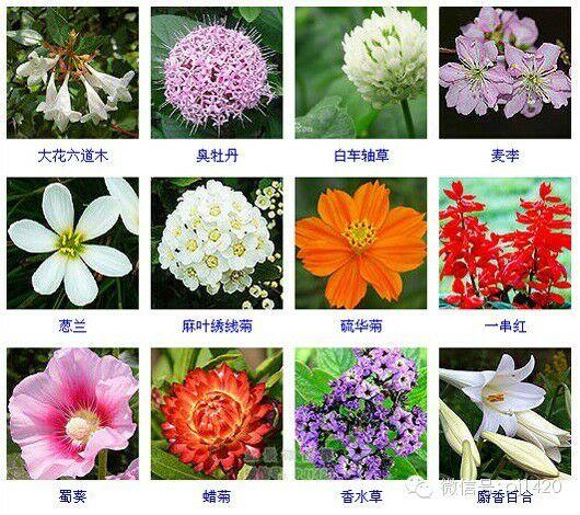 30多种常见花卉养殖方法！ 第40步