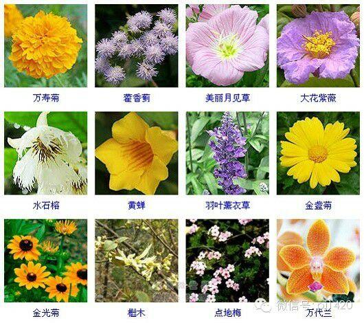 30多种常见花卉养殖方法！ 第38步