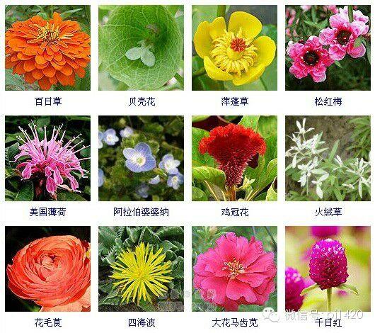 30多种常见花卉养殖方法！ 第41步