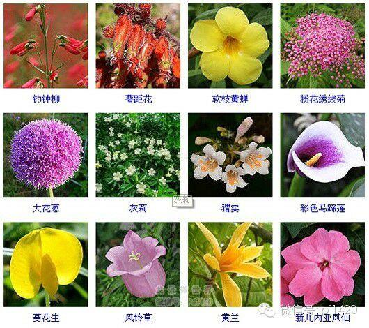 30多种常见花卉养殖方法！ 第42步