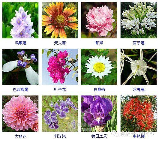 30多种常见花卉养殖方法！ 第44步