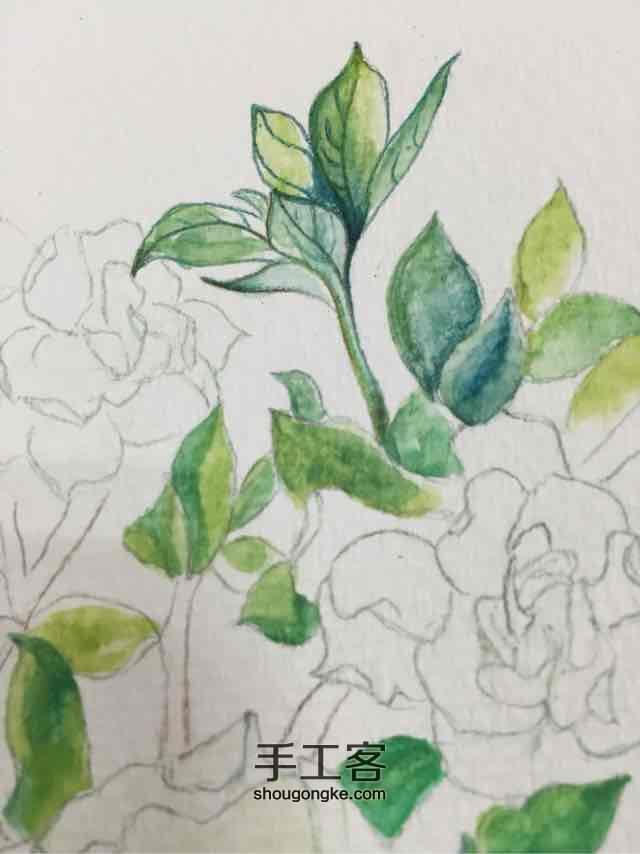 【Cinne手绘教程】清绿白茶 水溶彩铅的小清新 第6步