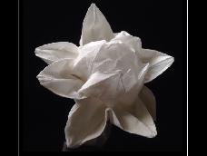 莲花折纸的方法很多，我最爱这一种，据说是吉泽章大师的设计。而且，我尤爱那纯洁素雅的白莲，清清爽爽没有杂质，出淤泥而不染
