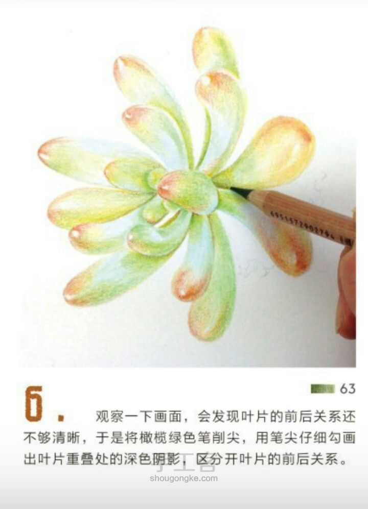 画出可爱的多肉植物之乙女心，人人成为彩铅大师【转】 第8步