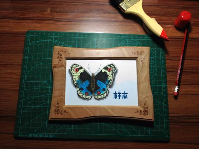 手绘蝴蝶标本 第13步