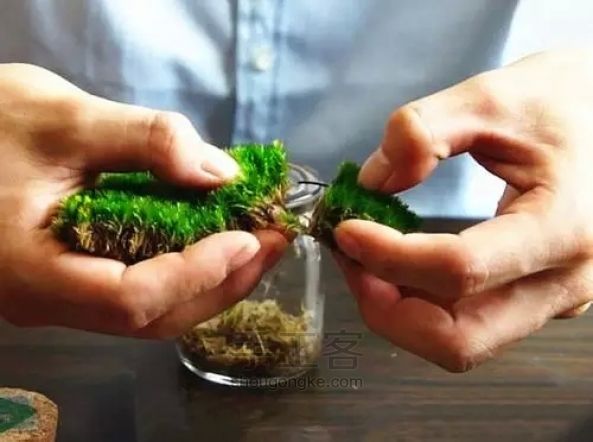 （螃蟹王国）苔藓微景观简易教程—7 第4步