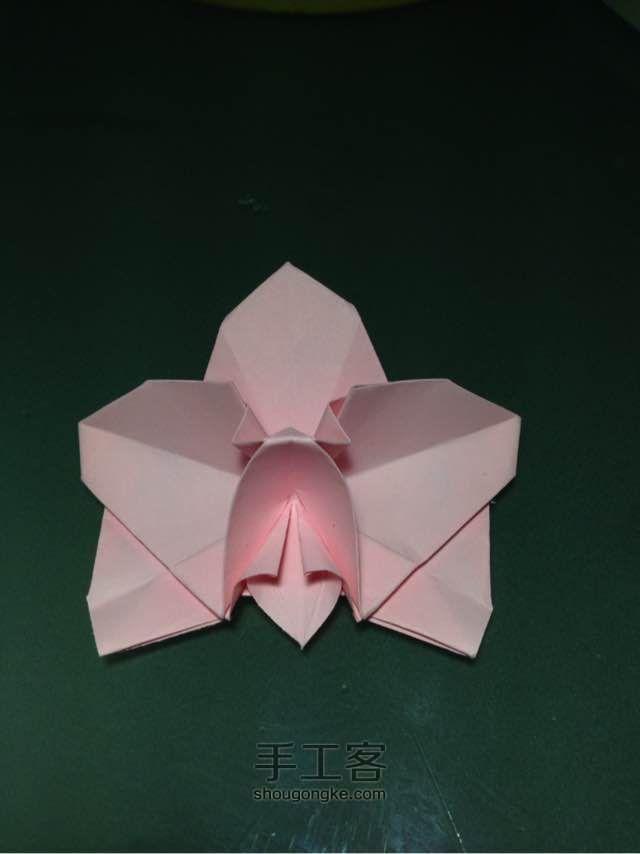 折纸蝴蝶兰 第36步