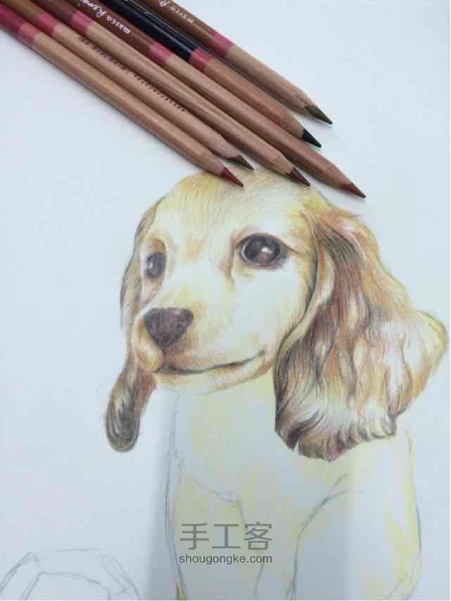 「彩铅手绘」小小萌萌的可卡犬～ 第4步