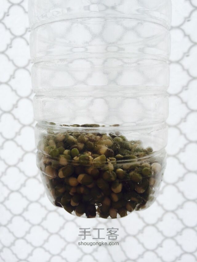 简单的发豆芽的方法 第3步
