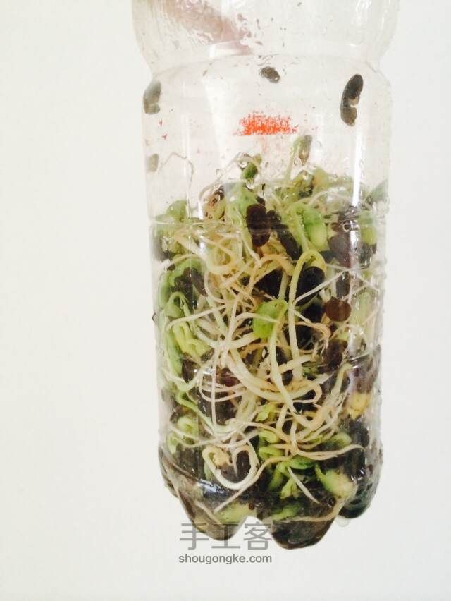 简单的发豆芽的方法 第6步