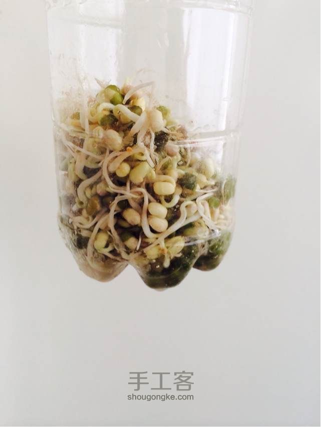 简单的发豆芽的方法 第5步