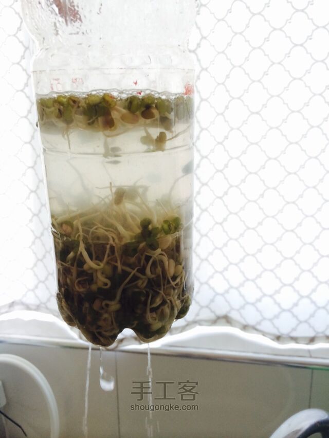 简单的发豆芽的方法 第4步