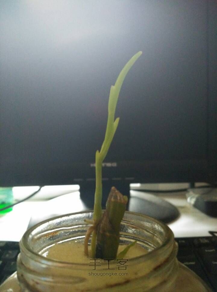 玻璃瓶改造≈水培植物(｡･ω･｡) 第1步