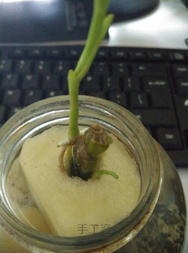 玻璃瓶改造≈水培植物(｡･ω･｡) 第4步