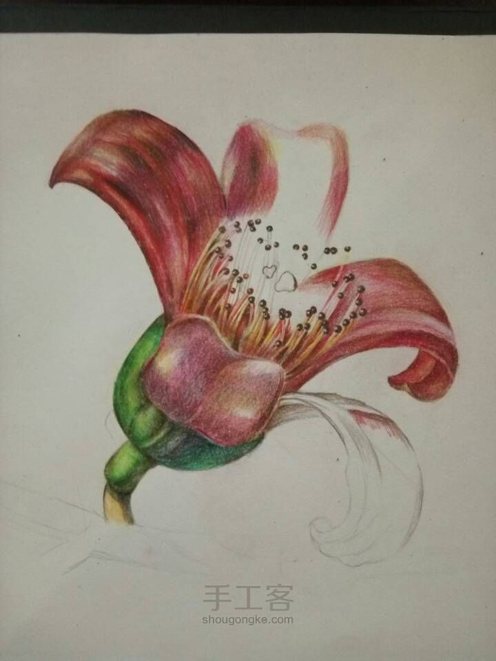 彩铅手绘花卉 第2步
