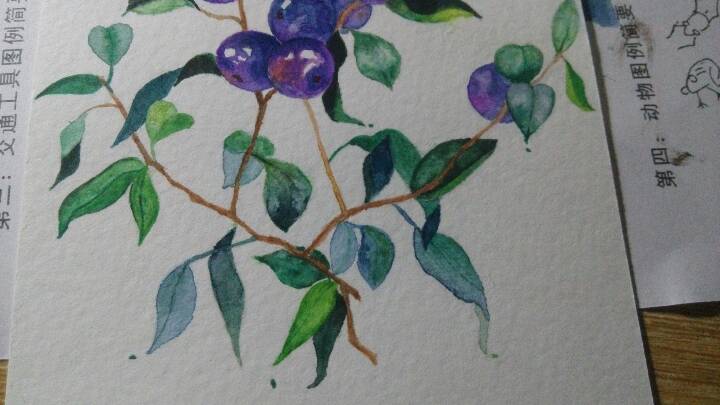 水彩画，蓝莓 第5步
