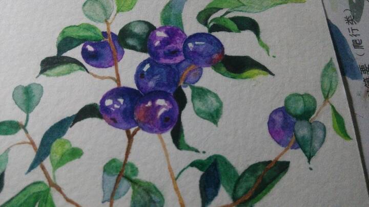 水彩画，蓝莓 第6步