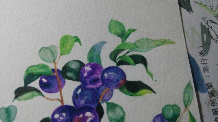 水彩画，蓝莓 第7步
