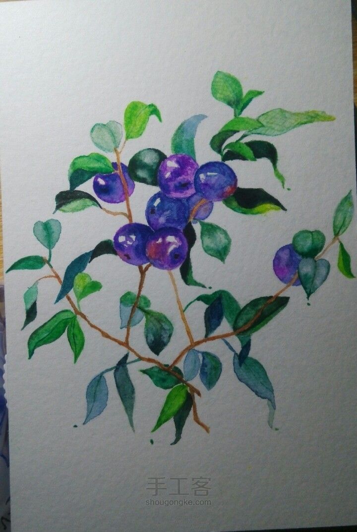 水彩画，蓝莓 第1步