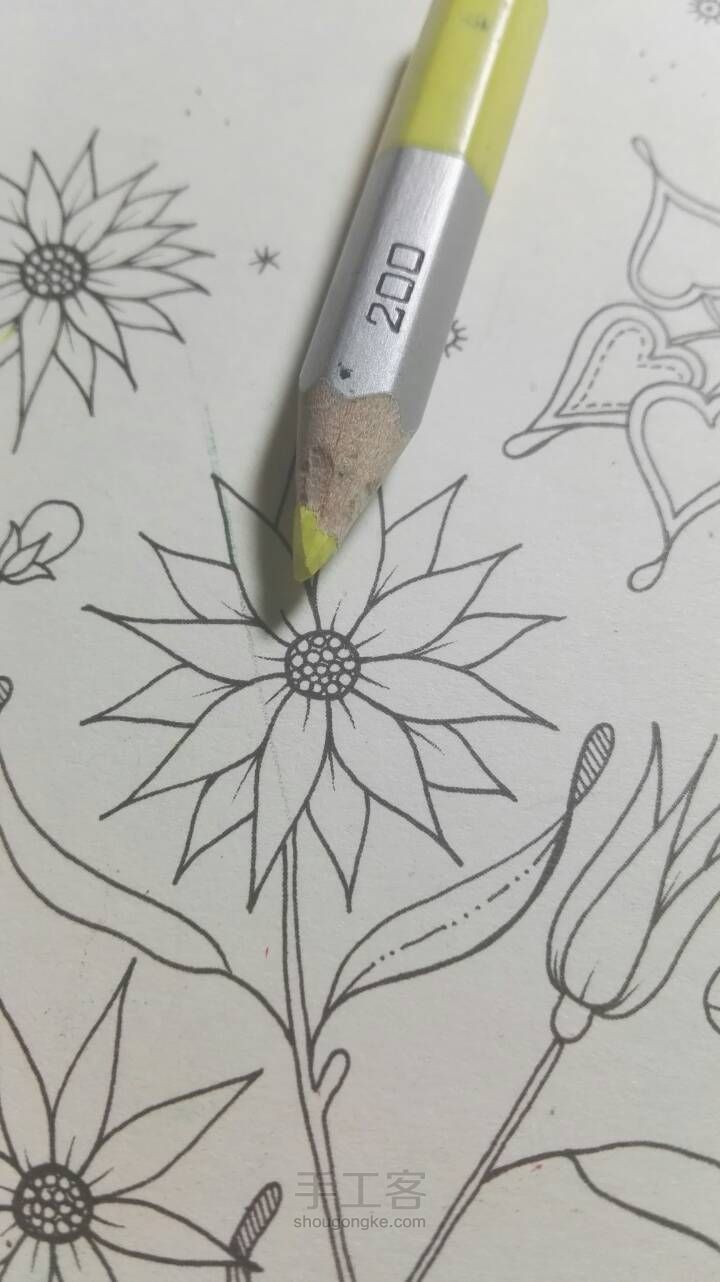 《秘密花园》彩铅上色教程1 金黄向日葵 第3步